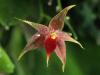 Miniature Epiphytic Orchid, Costa Rica
